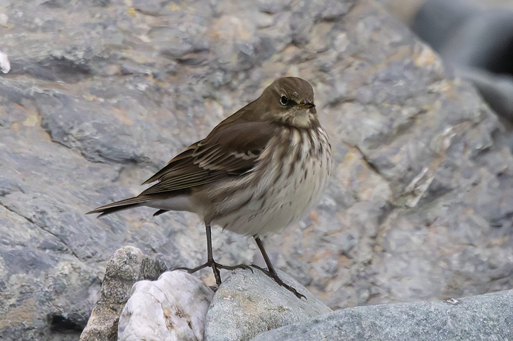 Water pipit